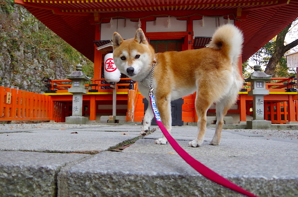 “英超战局进入收官冲刺，榜首球队迎来硬仗”，英超战绩