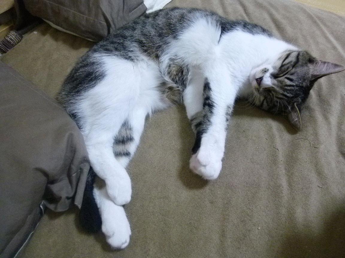 开云电竞赛事-“漂移舞者：弯道飞舞的速度艺术”，弯道漂移技巧视频教程